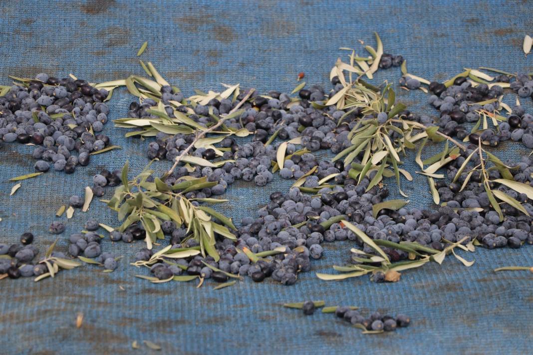Karadeniz'de çay işini bitirip Tekirdağ'ın yolunu tuttular 2